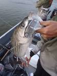 Pro Talk: Slow Rolling Swim Baits for River Stripers Hogy Lure