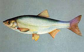 images?q=tbn:ANd9GcTvcsHYBAvevkA5eRlXwrTI46af60ric_42tnV70-wNFGjI4HSJ