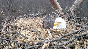 See mom eagle on nest as Hanover nest welcomes first egg of the season