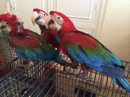 Image result for baby macaw parrot for sale