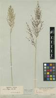 Image result for Panicum pilgeri