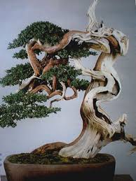 Chuyên cho thuê, mua bán cây xanh, cây kiểng để trang trí văn phòng, nhà riêng,cty.. - 6