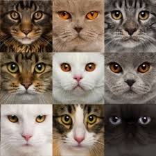 Résultat de recherche d'images pour "love cats"