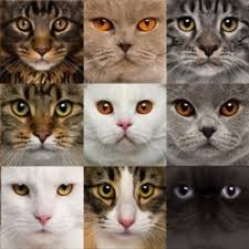 Résultat de recherche d'images pour "love cats"