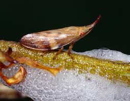 Image result for spittle bug