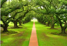 Image result for Tree plantation