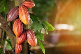 Global Cocoa Prices Fall Below Ghana’s Farmgate Payment Rate