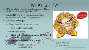Image result for human papilloma virus