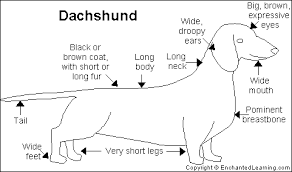 Ποια είναι τα χαρακτηριστικά του Dachshound...