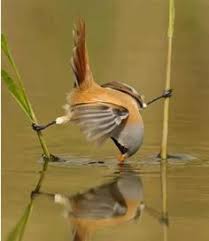 Image result for bearded reedling