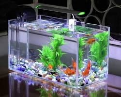 Hồ cá biển với kính trong suốt