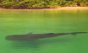 Surreal footage shows giant shark cruising shallows in Costa Rica