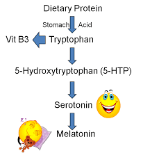kesan tryptophan ke atas tidur
