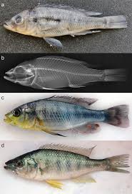 Image result for Haplochromis pappenheimi