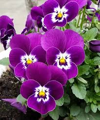 Image result for flowers of all colors flowers "flowers"