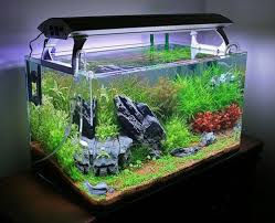 ampir setiap orang pernah mempunyai aquarium di rumah Cara Praktis Membuat Aquarium Berikut Design Filter Airnya