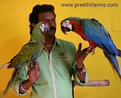 Image result for baby macaw parrot for sale