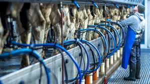 Der Markt für Milch steht vor einem historischen Umbruch