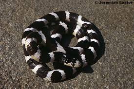 Image result for king snake