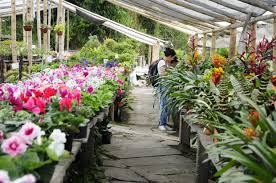 Resultado de imagen para VIVERO