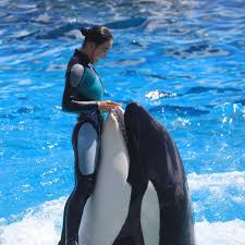 ラビーのフィン回転中の舌出し 可愛すぎました 2024/9 #鴨川シーワールド #鴨シー #シャチ #ラビー #フィン回転 #舌出し