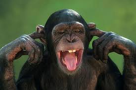 Image result for MONKEYS