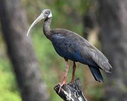 Image of Whiteshouldered ibis, Cambodia