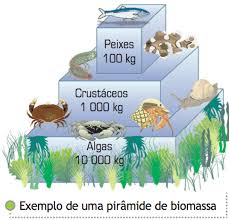 Resultado de imagem para PIRÂMIDE DE BIOMASSA