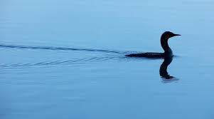 Resultado de imagem para mindfulness bathing