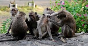 Image result for MONYET
