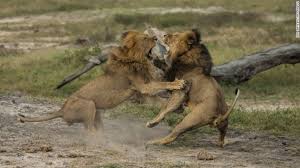 Image result for cecil lion