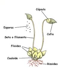 Resultado de imagen para musgos y helechos