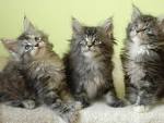 Maine Coon Cat Breed Profile - Your Cat