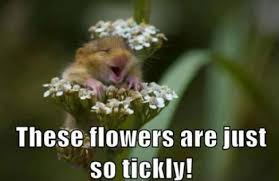 Image result for Animal Meme