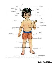 Resultado de imagen para cuerpo humano