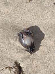 Does anyone know what these are. Found on a beach in Galicia ...