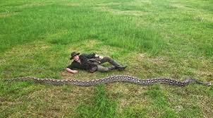 Românul care a măsurat cel mai mare șarpe sălbatic din lume. Dimensiunile impresionante ale „Baronesei”