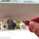 2 parrots 1 nut <?=substr(md5('https://encrypted-tbn1.gstatic.com/images?q=tbn:ANd9GcTxE-zFkq2CEXQTU4pb5iDV7kmz8MrICH-0WDbPhbEOgBX5tuTOkz8bEA'), 0, 7); ?>