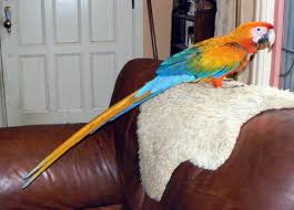 Image result for baby macaw parrot for sale