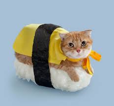 Image result for cats
