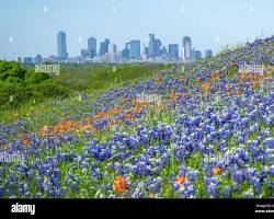 Image of Dallas, Texas in spring