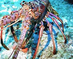 Image of Caribbean Spiny Lobster