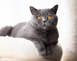 British Shorthair cat