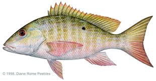 external image images?q=tbn:ANd9GcTxPuS_bwts8S-_BCS8ausBaWTLEe4ZxcKHG9z0OFsVS7DXzxyS