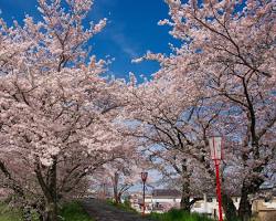 宮川堤の桜の画像