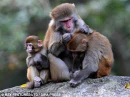 Image result for The monkey baby