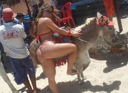 Image result for CHARGE JUMENTO