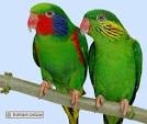 pictures of 2 parrots talking backup alarm