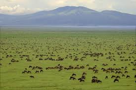 Image result for tourism in tanzania
