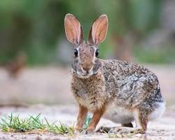 Image of Cottontail rabbit